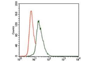 Image no. 4 for anti-Vav 1 Oncogene (VAV1) antibody (ABIN1490879) (VAV1 anticorps)