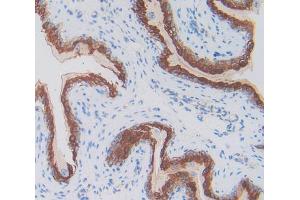 IHC-P analysis of spermaduct, with DAB staining. (Thymic Stromal Lymphopoietin anticorps  (AA 21-138))