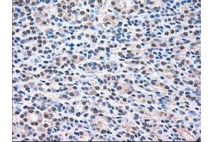 Image no. 8 for anti-Mitogen-Activated Protein Kinase 1 (MAPK1) antibody (ABIN1499291) (ERK2 anticorps)