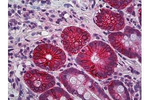 Anti-CLDN4 / Claudin 4 antibody IHC of human small intestine.