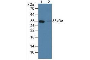 Figure. (FCN1 anticorps  (AA 45-249))