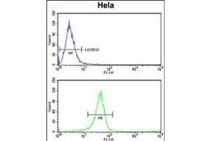 TSN6 Antibody (C-term) (ABIN6242668 and ABIN6579053) flow cytometry analysis of Hela cells (bottom histogram) comred to a negative control cell (top histogram). (Tetraspanin 6 anticorps  (C-Term))