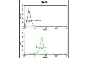 TSN6 Antibody (C-term) (ABIN6242668 and ABIN6579053) flow cytometry analysis of Hela cells (bottom histogram) comred to a negative control cell (top histogram).