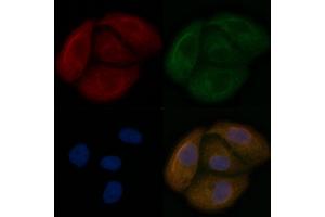 HHLA2 Mouse Monoclonal Antibody staining Hela cells by IF/ICC. (HHLA2 anticorps)