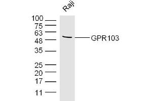 Raji lysates probed with GPR103 Polyclonal Antibody, Unconjugated  at 1:300 dilution and 4˚C overnight incubation. (QRFPR anticorps  (AA 151-250))