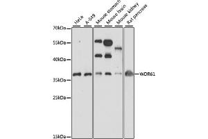Western blot analysis of extracts of various cell lines, using WDR61 antibody (ABIN7271361) at 1:1000 dilution. (WDR61 anticorps  (AA 1-305))