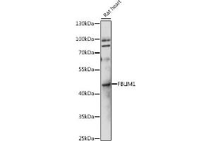 Western blot analysis of extracts of rat heart, using FBLIM1 antibody (ABIN7267208) at 1:1000 dilution. (FBLIM1 anticorps  (AA 180-272))