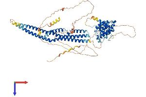 AlphaFold protein structure predicition of Human Recombinant SH3BP1 Protein, UniprotID Q9Y3L3