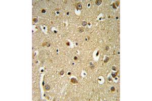SPRY4-Y75 Antibody (ABIN652338 and ABIN2841560) IHC analysis in formalin fixed and paraffin embedded brain tissue followed by peroxidase conjugation of the secondary antibody and DAB staining. (SPRY4 anticorps  (AA 26-56))
