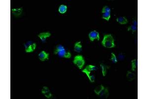 Immunofluorescence staining of MCF-7 cells with ABIN7152978 at 1:266, counter-stained with DAPI. (FLT3LG anticorps  (AA 27-184))