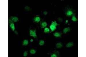 Image no. 3 for anti-Cyclin-Dependent Kinase Inhibitor 3 (CDKN3) antibody (ABIN1497457) (CDKN3 anticorps)
