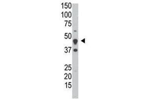 The DUSP6 antibody used in western blot to detect DUSP6 in HeLa cell lysate