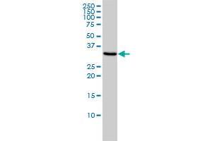 TOMM34 monoclonal antibody (M01), clone 2B5 Western Blot analysis of TOMM34 expression in Hela . (TOMM34 anticorps  (AA 1-309))