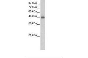 Image no. 2 for anti-RNA Binding Motif, Single Stranded Interacting Protein 1 (RBMS1) (C-Term) antibody (ABIN203115) (RBMS1 anticorps  (C-Term))