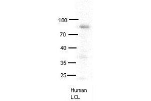 MX1 antibody - C-terminal region  validated by WB using human LCL at 1:1000. (MX1 anticorps  (C-Term))
