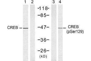 Western blot analysis of extracts from 293 cells untreated or treated with UV, using CREB (Ab-129) antibody (E021265, Lane 1 and 2) and CREB (phospho-Ser129) antibody (E011273, Lane 1 and 2). (CREB1 anticorps)