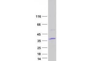 Validation with Western Blot