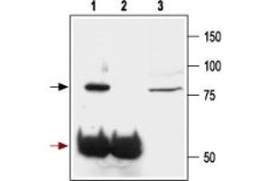 Immunoprecipitation of rat brain lysates:1.