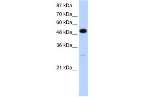 WB Suggested Anti-NOVA2 Antibody Titration:  1. (NOVA2 anticorps  (N-Term))