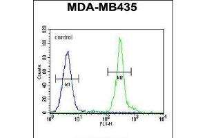 Flow cytometric analysis of MDA-MB435 cells (right histogram) compared to a negative control cell (left histogram). (GFRAL anticorps  (C-Term))