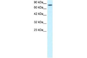 KIF3B antibody used at 2 ug/ml to detect target protein. (KIF3B anticorps  (C-Term))