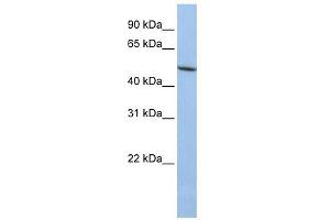 LOXL1 antibody used at 1 ug/ml to detect target protein.