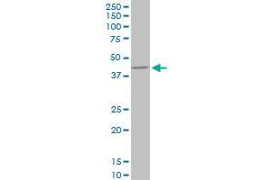 PPP1R8 monoclonal antibody (M21), clone 1G11. (PPP1R8 anticorps  (AA 1-209))
