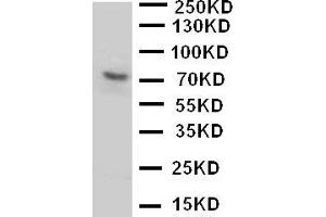 Anti-P2RX7 antibody, Western blottingWB: U87 Cell Lysate (P2RX7 anticorps  (N-Term))