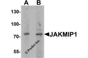 Western Blotting (WB) image for anti-Janus Kinase and Microtubule Interacting Protein 1 (JAKMIP1) antibody (ABIN1077419) (JAKMIP1 anticorps)
