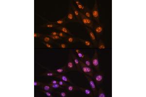 Immunofluorescence analysis of NIH/3T3 cells using YY2 Rabbit pAb (ABIN7271429) at dilution of 1:100. (YY2 anticorps  (AA 200-300))