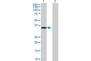 Western Blot analysis of MGC26694 expression in transfected 293T cell line by MGC26694 MaxPab polyclonal antibody.
