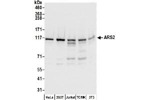 Western Blotting (WB) image for anti-Serrate RNA Effector Molecule Homolog (SRRT) (AA 826-876) antibody (ABIN7453421)
