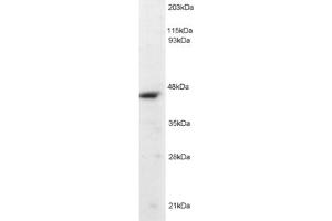 Western Blotting (WB) image for anti-Origin Recognition Complex, Subunit 4 (ORC4) (C-Term) antibody (ABIN2466042) (ORC4 anticorps  (C-Term))