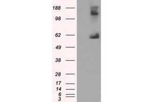 Image no. 1 for anti-Lipase, Endothelial (LIPG) antibody (ABIN1499167) (LIPG anticorps)