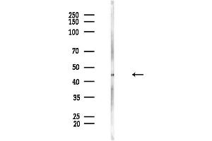 anti-WBP2 N-terminal Like (WBP2NL) (Internal Region) antibody
