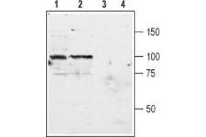Western blot analysis of rat (lanes 1 and 3) and mouse (lanes 2 and 4) brain membranes: - 1,2. (Metabotropic Glutamate Receptor 3 anticorps  (Extracellular, N-Term))