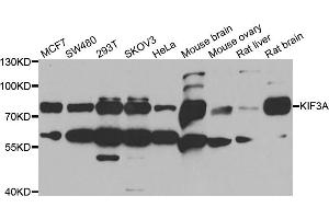 Western blot analysis of extracts of various cell lines, using KIF3A antibody (ABIN5973995) at 1/1000 dilution. (KIF3A anticorps)
