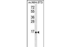 RPL23 Antibody (Center) (ABIN656509 and ABIN2845780) western blot analysis in mouse NIH-3T3 cell line lysates (35 μg/lane). (RPL23 anticorps  (AA 49-78))