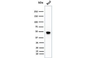 Western Blot Analysis of human Raji cell lysate using CD79a Rabbit Recombinant Monoclonal Antibody (IGA/1688R). (Recombinant CD79a anticorps  (AA 202-216))