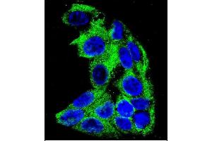 Confocal immunofluorescent analysis of ACADM Antibody (Center) (ABIN390808 and ABIN2841045) with HepG2 cell followed by Alexa Fluor 488-conjugated goat anti-rabbit lgG (green). (Medium-Chain Specific Acyl-CoA Dehydrogenase, Mitochondrial (MCAD) (AA 189-217) anticorps)