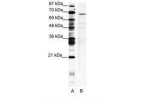 Image no. 1 for anti-PC4 and SFRS1 Interacting Protein 1 (PSIP1) (AA 311-360) antibody (ABIN202722) (PSIP1 anticorps  (AA 311-360))