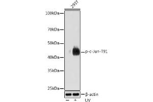 Western blot analysis of extracts of 293T cells, using Phospho-c-Jun-T91 Rabbit mAb (ABIN7268057) at 1:1000 dilution.