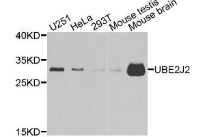 Western blot analysis of extracts of various cell lines, using UBE2J2 antibody (ABIN4905538) at 1:1000 dilution. (UBE2J2 anticorps)