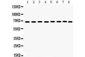 Western Blotting (WB) image for anti-Protein tyrosine Phosphatase, Non-Receptor Type 11 (PTPN11) (AA 69-99), (N-Term) antibody (ABIN3043912) (PTPN11 anticorps  (N-Term))
