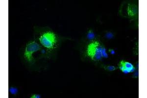 Anti-PROM2 mouse monoclonal antibody (ABIN2452262) immunofluorescent staining of COS7 cells transiently transfected by pCMV6-ENTRY PROM2 (RC211605).