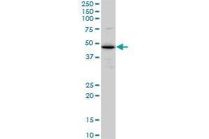 TXNDC4 monoclonal antibody (M01), clone 3C7.