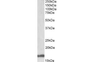ABIN571062 (1µg/ml) staining of Human Cerebellum lysate (35µg protein in RIPA buffer). (GAL anticorps  (Internal Region))