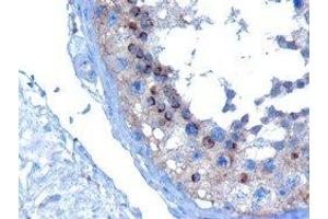 ABIN2560743 (10µg/ml) staining of paraffin embedded Human Testis. (VPS28 anticorps  (C-Term))