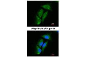 ICC/IF Image Immunofluorescence analysis of paraformaldehyde-fixed HeLa, using Dipeptidyl-peptidase 3, antibody at 1:200 dilution. (DPP3 anticorps)