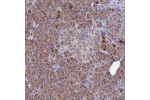 Immunohistochemical staining of human pancreas with C4orf27 polyclonal antibody  shows moderate cytoplasmic positivity in exocrine glandular cells at 1:200-1:500 dilution. (C4ORF27 anticorps)